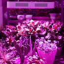 300W AC85-265V 1000LM Full spectrum led grow light with cooler fan for indoor hydroponic plant