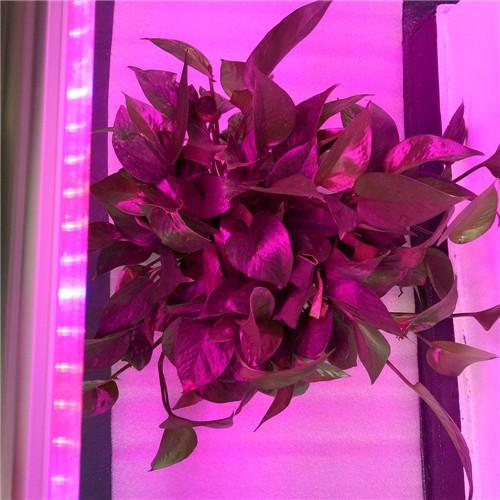 10Pcs 1/2/3/4 Ft LED Tube T5 Grow Light Red/Blue Spectrum(R:B=5:1) Clear Lens for Indoor Plant Veg and Flower Hydroponic Greenhouse Growing Bar Light