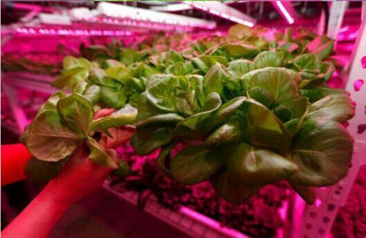 Plant Growth RED:BLUE /660nm:460nm  LED Grow Light  SMD5050 30LEDs 12V 7.2W Per Meter Strip